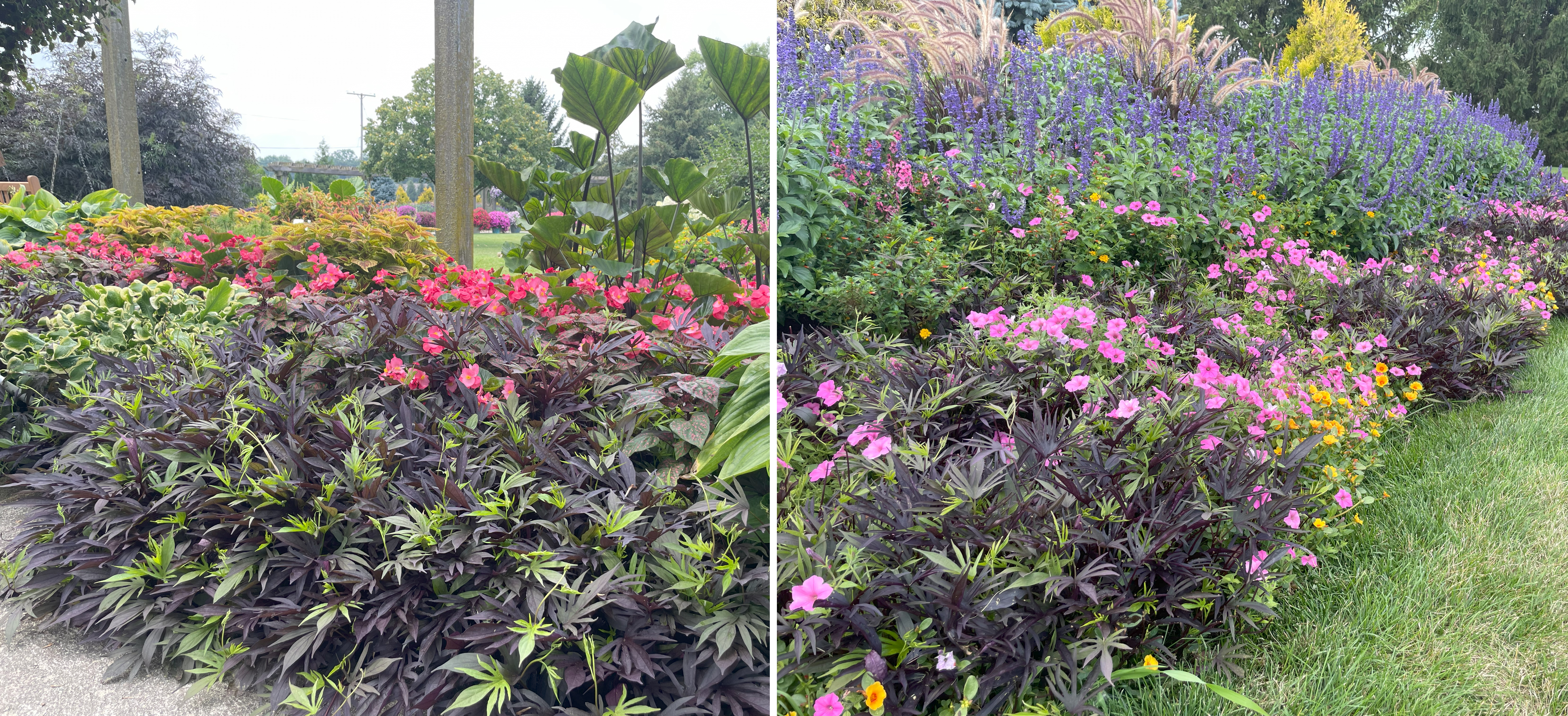 Two garden bed views. Left: A mix of deep purple foliage, bright pink begonias, and bold green elephant ear plants in a landscaped bed. Right: A sweeping garden border layered with purple salvia, pink petunias, orange-yellow flowers, and dark-leaved groundcover.